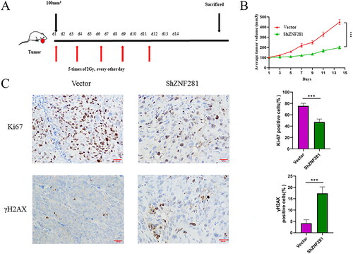 Figure 4. ZNF281 promotes the resistance of CRC cells in a nude mouse model (A) HCT116 cells transfected with ZNF281 low expression (ShZNF281) and vector (vector) to establish transplanted xenografts were treated with X-rays (2 Gy/day) for 14 days. (B) Tumour volumes measured at different time points. (C) Images of IHC staining of Ki67 and γH2AX in xenografts (×200). (***, p < 0.001; vector, lentiviral vector; ShZNF281, ZNF281 after stable knockdown).