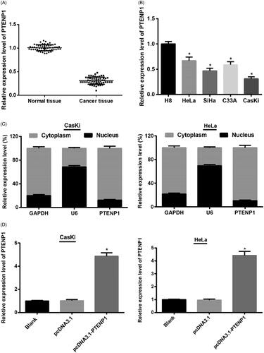 Figure 1. Expression of PTENP1 in cervical cancer tissues and cells. (A) qRT-PCR on expression of PTENP1 in cervical cancer and adjacent normal tissues; (B) qRT-PCR on expression of PTENP1 in HeLa, SiHa, C33A, CasKi and H8 cells; (C) The level of PTENP1 in cytoplasm was higher than that in nucleus in subcellular fractionations; (D) Overexpression of PTENP1 in CasKi and HeLa cells was successfully established; **compared with adjacent normal tissues, p < .01; *compared with H8 cells, or blank group, p < .05