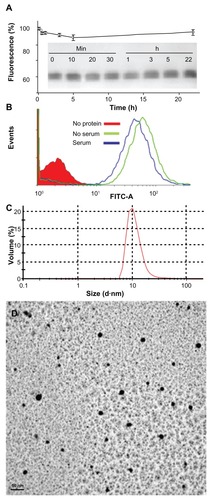 Figure 6 Characterization of T22-empowered nanoparticles. (A) Remaining fluorescence during incubation of T22-GFP-H6 in human serum. In the inset, integrity of T22-GFP-H6 monomers monitored by Western blot. (B) Internalization of T22-GFP-H6 in HeLa cells in the presence of 10% fetal calf serum, monitored by the number of fluorescent cells. (C) Dynamic light scattering size analysis of T22-GFP-H6 nanoparticles in NaCO3H buffer. (D) Transmission electron microscopy of T22-GFP-H6 nanoparticles.Abbreviation: GFP, green fluorescent protein.