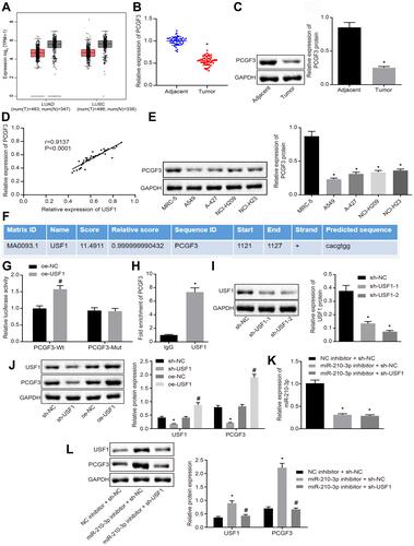 Figure 4 miR-210-3p diminishes the activity of PCGF3 by targeting USF1 in A549 cells. (A) PCGF3 was poorly expressed in lung adenocarcinoma and lung squamous cell carcinoma compared to normal tissues in TCGA and GTEx databases. (B) Real-time qPCR examined the expression of PCGF3 in tumor lung tissues (n = 50) and matched tumor-free lung tissues (n = 50). (C) Immunoblots and quantification of PCGF3 in tumor lung tissues (n = 50) and matched tumor-free lung tissues (n = 50). (D) Pearson’s correlation analysis demonstrated a positive correlation between the expression of PCGF3 and USF1 in lung cancer tissues. (E) Immunoblots and quantification of PCGF3 in lung cancer cell lines (A549, A-427, NCI-H209, and NCI-H23) and MRC-5. (F) Putative USF1 binding sites in the PCGF3 promoter region by the JASPAR database analysis. (G) The luciferase activity at the promoter of the reporter gene containing PCGF3-Wt and PCGF3-Mut in response to USF1 overexpression treatment in HEK-293T cells. (H) Anti-USF1 immunoprecipitated more PCGF3 relative to IgG by ChIP assays. (I) Two sh-USF1s were designed and independently delivered into A549 cells to construct USF1 knockdown A549 cells. (J) Immunoblots and quantification of USF1 and PCGF3 in A549 cells with USF1 overexpression or knockdown. (K) Real-time qPCR examined the expression of miR-210-3p in A549 cells treated with miR-210-3p inhibitor alone or with sh-USF1. (L) Immunoblots and quantification of USF1 and PCGF3 in A549 cells treated with miR-210-3p inhibitor alone or sh-USF1. *p < 0.05 compared to matched adjacent tumor tissues by paired t-test, to sh-NC or IgG by unpaired t-test, to MRC-5 or NC inhibitor + sh-NC by ANOVA adjusted by Tukey’s test. #p < 0.05 compared to oe-NC by unpaired t-test and to miR-210-3p inhibitor + sh-NC by ANOVA adjusted by Tukey’s test.