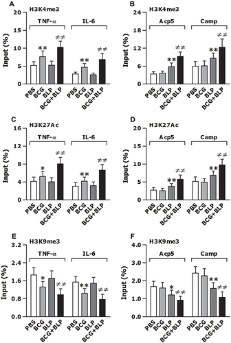 Figure 4 Training innate immunity by BCG+BLP induces epigenetic reprogramming with histone modifications at the promoters of TNF-α, IL-6, Acp5, and Camp. Isolated neonatal murine BMMs were stimulated with BCG, BLP, or BCG+BLP for 24 h and rested for additional 3 days. H3K4me3 (A and B), H3K27Ac (C and D), and H3K9me3 (E and F) at the promoters of inflammatory response genes TNF-α and IL-6 (A, C, E) and antimicrobial effector genes Acp5 and Camp (B, D, F) were assessed in neonatal macrophages. Data are mean ± SD from five separate experiments in duplicate. *p<0.05, **p<0.01 versus PBS-incubated macrophages; ≠≠p<0.01 versus BCG- or BLP-stimulated macrophages.