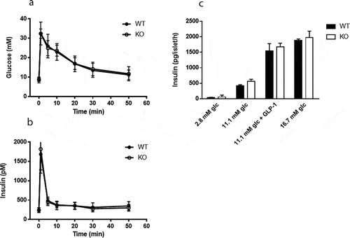 Figure 5. No difference in insulin secretion from isolated islets between Cyp8b1+/+ (WT) and Cyp8b1−/- (KO) mice. (a) Blood glucose levels and (b) plasma insulin levels in response to an intravenous glucose tolerance test in HFD-fed male Cyp8b1+/+ (WT) and Cyp8b1−/- (KO) mice from homozygous breeding. (c) Insulin 555 secretion from islets isolated from HFD-fed female Cyp8b1+/+ (WT) and Cyp8b1−/556 (KO) mice from homozygous breeding. Data is shown as mean ± SD, n = 10–13 (a,b) 557 and 3 (C), respectively