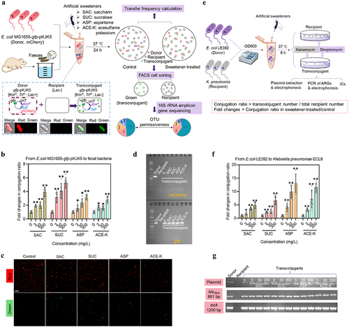 Figure 1. A In vitro conjugation model with mice fecal bacteria as the recipient. The donor E. coli K-12 MG1655 carrying gfp-encoded plasmid pKJK5 and fecal bacteria were mixed and incubated at 37°C for 24 h until a series of analyses such as detection of transconjugant and recipient by flow cytometry, confocal imaging, cell sorting (FACS), and 16S rRNA gene amplicon sequencing. The strains’ phenotypes used for mating, detection and sorting were indicated in brackets. All scale bars in cell images are 2 μm. b Fold changes in conjugation ratio between E. coli MG1655 and gut bacteria communities, under exposure to 0, 3, 30 and 300 mg/L of the four sweeteners (N = 6). c Gel electrophoresis images of PCR assayed mCherry and gfp extracted from E. coli MG1655, fecal bacteria and FACS-sorted transconjugants. d Confocal microscopic images of plasmid transfer from the E. coli MG1655 donor to fecal bacteria community in the absence or presence of artificial sweeteners (at 300 mg/L). The detected red or green spots were confirmed with bacterial size by higher magnifications. All scale bars are 20 μm. e Conjugation assay by using K. pneumoniae ECL8 as the recipient. The donor E. coli K-12 LE392 that carries RP4 plasmid and the recipient K. pneumoniae ECL8 were mixed together and were handled following the same procedure as in vitro model. The successful transfer of plasmid from the donor to the recipient was verified by plasmid extraction and electrophoresis, PCR assays and/or ICs against corresponding antibiotics. f Fold changes in conjugation ratio between E. coli LE392 (containing RP4 plasmid) and K. pneumonia ECL8, under exposure to 0, 3, 30 and 300 mg/L of the four sweeteners (N = 6). g Gel electrophoresis images of RP4 plasmid and PCR assay of blaTEM and tetA from E. coli LE392, K. pneumonia ECL8 and transconjugants. Significant differences between individual sweetener-treated groups and the control (0 mg/L of sweeteners) were tested with Independent-sample t test and the Bonferroni correction, * p < .05 and ** p < .01.