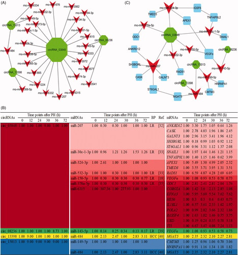 Figure 5. The circRNA–miRNA–mRNA interaction networks and expression profile of the candidate key circRNAs. (A) The candidate key circRNAs and their targeted miRNAs were displayed by green and red node, respectively. (B) DE RNA expression profile of the ceRNA network during the proliferation phase of rat LR. (C) The candidate key circRNAs, their targeted miRNAs and downstream mRNAs were displayed by green, red and blue node, respectively. The column size was depended on “Number of Directed Edges”.