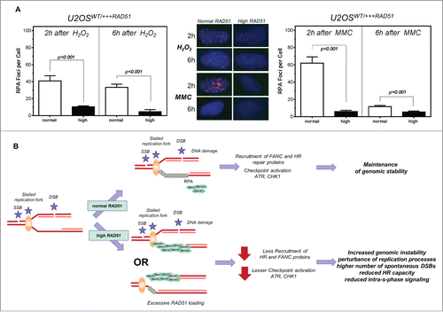 Figure 6. Lower number of RPA foci in cells with high levels of RAD51. Model of increased genomic instability driven by high levels of RAD51. (A) RPA foci formation after treatment with hydrogen peroxide (left) or MMC (right) in U2OS cells with high RAD51 levels. Exponential growing cells were treated for 1 h with 200 µM hydrogen peroxide or 1.5 µM MMC and foci formation was monitored 2 h and 6 h after treatment. Columns depict the mean number of RPA foci per cell and error bars represent the standard error of the mean of at least 3 experiments. Statistical analysis was performed using Student's t-test. (B) Model. A replication fork can stall for various reasons, including one-ended and 2- ended DSBs, resulting in single stranded DNA stretches, which are quickly protected by RPA. This leads to the activation of the ATR-mediated signal cascade and the recruitment of DNA repair proteins. Importantly, in the presence of an oversupply of RAD51 protein, RAD51 may be recruited prematurely. Therefore, the S-phase checkpoint signal cascade is disturbed; stalled forks are not reactivated appropriately, resulting in excessive dormant origin loading followed by higher genomic instability.