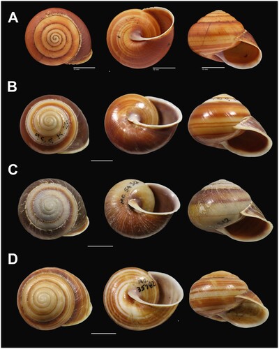 Figure 35. Shell variation in Figuladra finlaysoni sp. nov. A, QMMO87487, Halliday Bay, MEQ, holotype; B, QMMO31636, Hazelbrook, Pine Valley, MEQ; C, QMMO54312, Pine Mt, Nebo, MEQ; D, QMMO35782, Finlayson′s Point, Seaforth, MEQ. Scale bars = 10 mm. Image A: Queensland Museum.