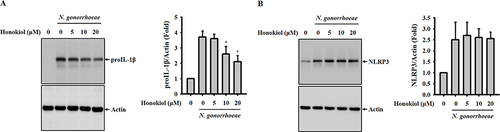 Figure 3 Honokiol inhibits proIL-1β expression in N. gonorrhoeae-infected macrophages. J774A.1 macrophages were initially incubated with honokiol or a control vehicle for 0.5 hours. Subsequently, they were infected with N. gonorrhoeae for an additional 8 hours. The levels of proIL-1β (A) and NLRP3 (B) in the cell lysates were assessed through Western blotting. The Western blotting images presented here depict individual experiments, while the histogram provides quantification expressed as fold change compared to the control group, represented as mean ± SD across these three experiments. Significance is indicated as * for p < 0.05 in comparison to N. gonorrhoeae-infected macrophages.