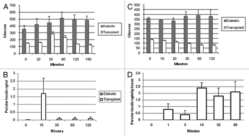 Figure 7. (A) Levels of glucose (mg/dl) measured over 180 min after an oral glucose load in male ZDF rats (n = 4) prior to transplantation of E28 pig pancreatic primordia (diabetic) or following transplantation (Transplant); (B) levels of porcine insulin (ng/ml) measured over 120 min after an oral glucose load in transplanted ZDF rats (n = 4). (C) Levels of glucose (mg/dl) measured over 120 min after i.v. insulin was administered to ZDF rats (n = 4); (D) levels of porcine insulin (ng/ml/g tissue wet weight) measured over 60 min in a solution containing mesenteric lymph node tissue from diabetic ZDF rats into which pig pancreatic primordia had been transplanted previously (n = 4). Immediately after measurements were made at time 0, glucose was added so as to increase the concentration from 3 mM to 20 mM, a range over which insulin secretion is stimulated in vivo. Data are expressed as mean ± SE. Reproduced with permission.Citation14