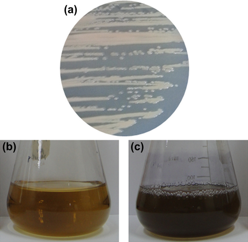 Figure 1. Coloy morphology of B. indica DC1 on TSA plate (a), Control flask contains TSB medium and 1 mM HAuCl4•3H2O, after incubation period (b), experimental flask contains culture supernatant of B. indica DC1 and 1 mM HAuCl4•3H2O, after incubation period.