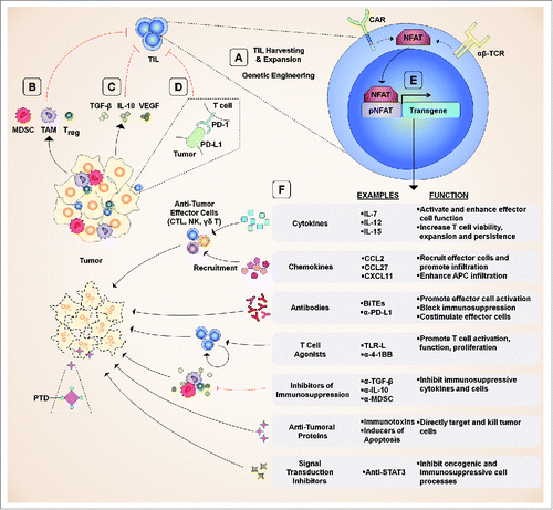 Figure 1. Schematic of possible T cell vehicle biologics and their therapeutic targets. (A) TIL are isolated from tumors, expanded, and can be genetically engineered using a wide variety of transgenes. (B) Immunosuppressive cells generate a tumor microenvironment conducive to tumor cell growth which limits T cell function. (C) Immunosuppressive cytokines and bioactive molecules suppress T cell function. (D) Immune checkpoints are activated by interactions between T cells, tumor cells, and other cells of the tumor microenvironment and suppress effector cell function. (E) Transgenes can be designed with promotors allowing antigen-dependent expression. (F) A wide variety of transgene products can be selected for various purposes. Abbreviations: APC, antigen presenting cell; BiTE, bi-specific T-cell engager; CAR, chimeric antigen receptor; CTL, cytotoxic T lymphocyte; MDSC, myeloid-derived suppressive cell; NFAT, nuclear factor of activated T-cells; NK, natural killer; PD-1, programmed death-1; PD-L1, programmed death ligand 1; pNFAT, NFAT-responsive promoter; PTD, protein transduction domain; TAM, tumor-associated macrophage; TCR, T cell receptor; TGF-β, transforming growth factor β; TIL, tumor infiltrating lymphocyte; Treg, regulatory T cell; VEGF, vascular endothelial growth factor;.
