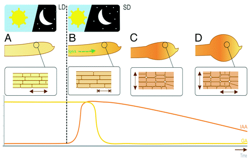 Figure 3. Changes in the GA and IAA content in the stolon tip. GA content is initially high and IAA content is low under non-inductive long day conditions. The stolon is elongating longitudinally (A). The black dotted line represents switch to tuber inductive long days. StSP6A transcript (green arrow) is the mobile signal that reaches the stolon tip. Elongation of the stolon is terminated (B), and GA content drops while IAA content is increased. Tuber swelling is achieved initially by cell transversal division (C) and finally by random cell divisions (D).