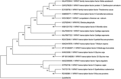 Figure 2. Phylogenetic tree of DsWRKY6.