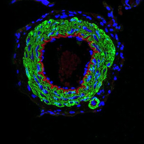 Figure 11. Anti-JNK1 immünostaining. For positive control of Anti-JNK1 antibody, blood vessel is stained. Nuclei stained with DAPI (blue), anti-JNK1 positive cells on blood vessel (green) and internal elastic membrane located in intima layer of blood vessel (red autofluorescent luminescence) are seen, x40 oil-immersion lens.