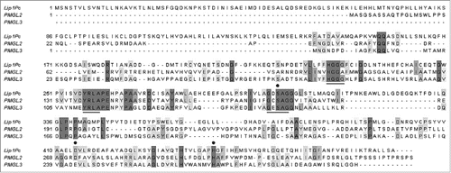 Figure 1. Alignment of amino acid sequences of Lip1Pc from Psychrobacter cryohalolentis K5T, PMGL2 and PMGL3 from the permafrost metagenomic library. Conserved sequence motifs are underlined. Amino acid residues presumably comprising the catalytic triad are indicated by •.
