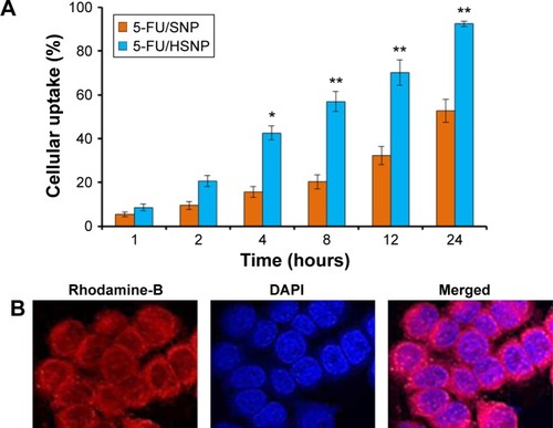 Figure 4 Cellular uptake of targeted and non-targeted nanoparticles.Notes: (A) Intracellular uptake of 5-FU/SNP and 5-FU/HSNP in colo-205 colon cancer cells. Rhodamine-B was used as a fluorescent dye. The uptake is shown as a percentage of total amounts of NP (dye) incubated with the cancer cells. (B) Representative confocal microscopy images of 5-FU/HSNP in colo-205 cancer cells. The cells are stained with Lysotracker lysosomal stain, and DAPI was used to stain the nucleus. *P<0.05, **P<0.01.Abbreviations: 5-FU, 5-fluorouracil; HSNP, hyaluronic acid-conjugated silica nanoparticles; SNP, silica nanoparticles; NP, nanoparticle.