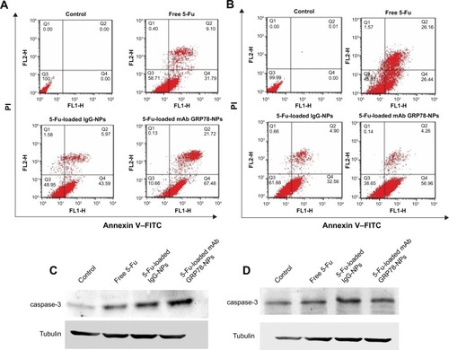 Figure 6 Cell apoptosis determined by annexin V–FITC staining.Notes: (A and B) Flow cytometer analysis of the apoptotic and necrotic cells after 48 hours’ incubation with free 5-Fu, 5-Fu-loaded mAb GRP78-NPs, and 5-Fu-loaded IgG-NPs. Results are expressed as means ± SD (n=3). (A) SMMC-7721 cells. (B) PLC cells. Western blot analyses of the expression levels of caspase-3 proteins in (C) SMMC-7721 and (D) PLC cells.Abbreviations: 5-Fu, 5-fluorouracil; FITC, fluorescein isothiocyanate; IgG-NPs, NPs conjugated with IgG; mAb GRP78-NPs, NPs conjugated with monoclonal antibody against GRP78; NPs, nanoparticles; PI, propidium iodide; SD, standard deviation; FLH-1, AV; FLH-2, PI.