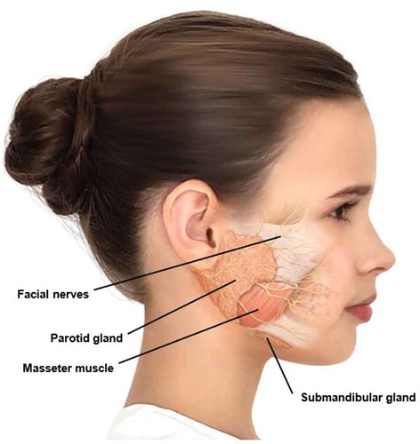Figure 1. Position of the salivary glands in an 11-year-old girl