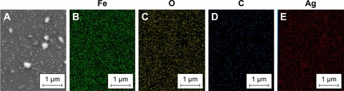 Figure 3 (A–E) correspond to elemental mapping (WDX) of composite Fe3O4@PEG–Ag, Fe, O, C and Ag, respectively.Abbreviations: WDX, wavelength-dispersive X-ray; PEG, poly(ethylene glycol).