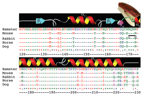 Figure 1 Sequence divergence in the globular domain. Alignment of the sequence of globular domain of PrP from Syrian hamster (accession number B34759), mouse (AAA39996), rabbit (AAD01554), horse (ACO71291) and dog (ACG59277). Amino acid numbering (bottom row) is indicated according to hamster PrP. The predicted secondary structures are shown on top: β-sheet (blue), α-helices (red/yellow), a short 310-helix (purple) and the unstructured loops are shown in gray. Alignment was performed using ClustalW (ebi.ac.uk/Tools/msa/clustalw2). Color-coding of amino acids: Red, small and/or hydrophobic; blue, acidic; magenta, basic; green, hydrophilic, charged. The double staple indicates the unique stabilizing mechanism of rabbit PrP.