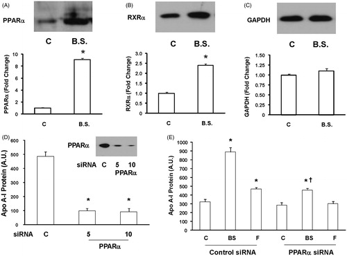 Figure 4. The effect of black seed extract on PPARα and RXRα expression. HepG2 cells were either left untreated or treated with a 10−5-fold dilution of black seed extract for 24 h and PPARα (A), RXRα (B), and GAPDH (C) expressions were measured by Western blot. Black seed induced PPARα and RXRα expressions but GAPDH levels did not change. N = 3; *p < 0.05, treated versus untreated cells. (D) HepG2 cells were transfected with 5 and 10 μM PPAR α siRNA for 72 h and PPAR α levels were measured by Western blot. N = 3; *p < 0.0001 versus control cells. (E) HepG2 cells were transfected with the control or PPARα siRNA and after 72 h, treated with or without black seed (10−5-fold dilution) or fenofibrate in SFM for 24 h. Apo A-I levels were measured by Western blot in the conditioned medium. Treatment with the control siRNA had no effect on the ability of black seed to induce apo A-I synthesis. In contrast, the addition of the PPAR α siRNA prevented most but not all the abilities of black seed to induce apo A-I protein secretion. N = 3; *p < 0.0002 and p < 0.01 in cells treated with black seed and fenofibrate, respectively, versus control cells; p < 0.02 and N.S. in cells treated with black seed and fenofibrate, respectively, versus control cells; †p < 0.02 in black seed treated cells versus fenofibrate-treated cells.