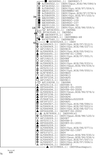 Figure 5. Phylogenetic analysis based on nucleotides 765 to 1127 of the VP2 hypervariable region for Nigerian IBDVs, imported vaccine strains and other strains with identical regional marker (A300). Two reference strains were included and labels indicate country of origin: circles, Nigeria (black, northwest; grey, southwest; blank, not specified); black triangle, India; grey triangle, Dominican Republic; black square, Zambia; grey square, Tanzania; black diamond, Nepal; grey diamond, Bangladesh; blank diamond, China. 5a: Cluster of vvIBDV strains from different countries associated with a 48% bootstrap value. 5b: Three clusters of field IBDV associated with vaccine and reference strains with a 100% bootstrap value.