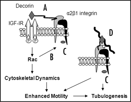 Figure 1 Decorin influences cell-matrix interactions through multiple mechanisms. Decorin signals through the IGF-IR via the core protein moiety (grey diamond), and may simultaneously interact with the α2 subunit (cross-hatched subunit) of α2β1 integrin via the GAG moiety (wavy black line) (A). Activation of Rac through IGF-IR enhances motility by modulating cytoskeleton dynamics and may influence α2β1 integrin activity for collagen I through inside-out signalling (B). Decorin induces large, peripheral vinculin (grey oval)-positive focal adhesions by signalling through IGF-IR and/or α2β1 integrin (C and D). Decorin could also directly influence α2β1 integrin activity through binding to the α2 subunit and/or simultaneous interactions with collagen I (thick wavy black line) through the core protein. Collagen I interacts with the A-domain (white circle) of the α2 subunit at a site distinct to that of decorin (D). In summary, activation of IGF-IR, Rac and modulation of α2β1 integrin affinity for collagen I by decorin modulates cell-matrix interactions and contributes to enhanced motility and tubulogenesis in a collagen I environment.