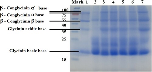 Figure 2. The resolved proteins from SBM fermented by different strains of Bacillus spp. separated on SDS-PAGE gels. Notes: Proteins were separated on 12% SDS-PAGE gels. The resolved proteins were visualized by Coomassie Brilliant Blue (CBB) staining. Lane 1, nonfermented SBM; Lane 2, BS12 FSBM protein; Lane 3, B. subtilis CICC10088 FSBM protein; Lane 4, B. subtilis CICC20030 FSBM protein; Lane 5, B. subtilis CICC20076 FSBM protein; Lane 6, B. subtilis CICC21076 FSBM protein; and Lane 7, B. subtilis CICC23741 FSBM protein. Molecular weight markers are indicated in kDa.