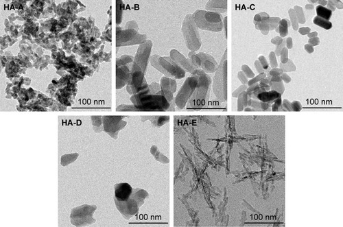 Figure 2 The typical transmission electron microscope images of the as-prepared five HANPs.Abbreviation: HANP, hydroxyapatite nanoparticle.