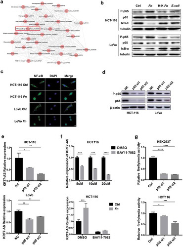 Figure 5. Fn regulated KRT7-AS through NF-κB signaling pathway. (a) The KEGG analysis based on RNA sequencing result shows activation of NF-κB induced by Fn infection. (b) HCT-116 or LoVo cells were incubated with live or heat-killed Fn, E.coli or PBS for 24 h. The protein level of phospho-p65, p65, and IκB-α was measured by Western blot. (c) HCT-116 or LoVo were incubated with Fn or PBS control for 2 h. Immunofluorescence assay was performed to detect the p65 in the nucleus. DAPI was used to stain cell nucleus (scale bar = 50 μm). (d) Western blot shows the efficiency of two siRNA targeting p65. (e) HCT116 or LoVo was transfected with siRNA targeting p65. After 48 h, the qRT-PCR was performed to analyze the expression of KRT7-AS. (f) HCT-116 cells were treated with BAY-117082 (Selleck, USA) in different concentrations (5 μM, 10 μM, 20 μM) for 2 h (upper panel). HCT-116 cells were treated with 20 μM BAY-117082 for 2 h followed by Fn incubation for 4 h (lower panel). The qRT-PCR was performed to analyze the expression of KRT7-AS. (g) HEK293T and HCT-116 cells were transfected with luciferase reporter plasmid along with p65 siRNA or negative control. After 48 h, the luciferase activity was measured. The transfection efficiency data were normalized by dividing the Firefly luciferase activities with that of Renilla luciferase. All data are shown as mean ± SD, *p < .05, **p < .01, ***p < .001, ****p < .0001 (unpaired Student’s t-test). Ctrl, control; NC, negative control. Fn, Fusobacterium nucleatum; si, siRNA.