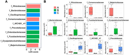 Figure 6. Composition of the foals’ gut microbiome at different time points. Linear discriminant analysis effect size (LEfSe analysis) at the family level (A) and changes in the abundance of each bacterium (B).