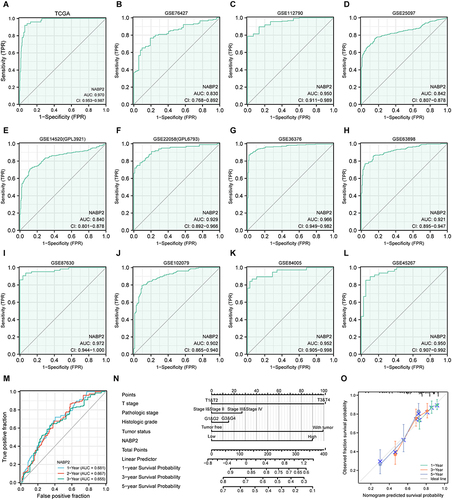 Figure 5 Diagnostic significance of NABP2 in HCC. (A–L) Receiver operating characteristic (ROC) curve analysis for NABP2 expression in HCC and adjacent tissues based on data from TCGA (A), GSE76427 (B), GSE112790 (C), GSE25097 (D), GSE14520/GPL3921 (E), GSE22058/GPL6793 (F), GSE36376 (G), GSE63898 (H), GSE87630, (I), GSE102079 (J), GSE84005 (K), and GSE45267 (L). (M) The Time-dependent ROC curve analyses survival prediction by the prognostic model. (N) Nomogram chart for predicting overall survival rates at 1-, 3-, and 5-year. (O) Calibration plots of the nomogram for evaluating the probability of OS at 1, 3, and 5 years.