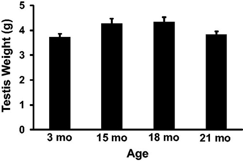 Figure 2. Paired testis weight in rats. Testis weight was not significantly different between rats at 3, 15, 18, or 21 months of age. n = 5 animals per group at 3 and 21 months; n = 3 animals per group at 15 and 18 months.