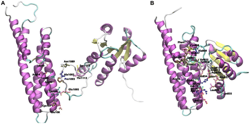 Figure 9 Cartoon view diagram of the docking of RD with HPt protein in Arabidopsis (A) and O. sativa (B) showing residues which plays role in protein–protein interactions. The residues are numbered according to their respective position in the complete sequence of AtHK1, OsHK3b, AtHPt1, and OsHPt2.