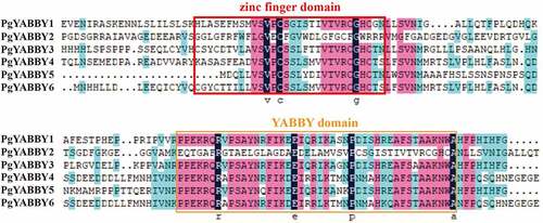 Figure 3. Sequence of the P. grandiflorus YABBY proteins. Two conserved regions were identified, including the C2C2 zinc finger region at the N-terminal and the YABBY domain at the C-terminal. The zinc finger-like domain.