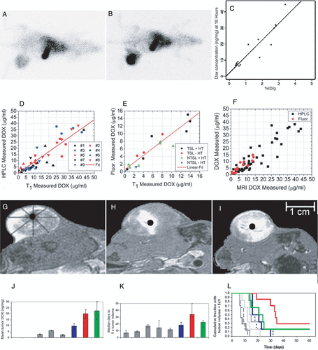 Figure 2. Scientigraphic images of rats treated without hyperthermia (A) or with local HT (B) 18 hours after injection of radiolabeled liposomes. Increased intratumoral accumulation of liposomes can be seen following HT. Intratumoral doxorubicin concentration 18 hours postinjection as a function of uptake of a 99mTc liposomal tracer (C). Adapted and reprinted with permission from Citation[11]. The results for HPLC validated [DOX] measurements (D), fluorescence validated [DOX] measurements (E), and an overlay of both experiments (F) from individual animals. Adapted and reprinted with permission from Citation[35]. Tumor drug distribution after administration of DOX- and Mn-containing thermosensitive liposomes and HT with 3 different schedules. Thermosensitive liposomes administered during steady-state HT result in peripheral enhancement (G); thermosensitive liposomes administered before HT result in central enhancement (H); thermosensitive liposomes administered in split doses (half before HT and half during steady-state HT) result in uniform concentrations (I). Liposome content release shows white. Adapted and reprinted with permission from Citation[36]. Tumor doxorubicin concentration and antitumor effect for therapeutic protocols described in Figures 2G–I. Overall tumor doxorubicin concentration (ng/mg) as measured by HPLC (J); rat fibrosarcoma growth time for each group (n = 6,7) measured as median days to five times the original tumor volume (K); Kaplan-Meier plot showing cumulative fraction of animals with tumor volume less than five times the treatment volume for each group over time (L). In all panels, gray = control groups (control, HT alone, free Dox, free Dox + HT, Dox/Mn-LTSL alone); blue = Dox/Mn-LTSL before HT; red = Dox/Mn-LTSL during HT; green = Dox/Mn-LTSL split dose. Adapted and reprinted with permission from Citation[36].