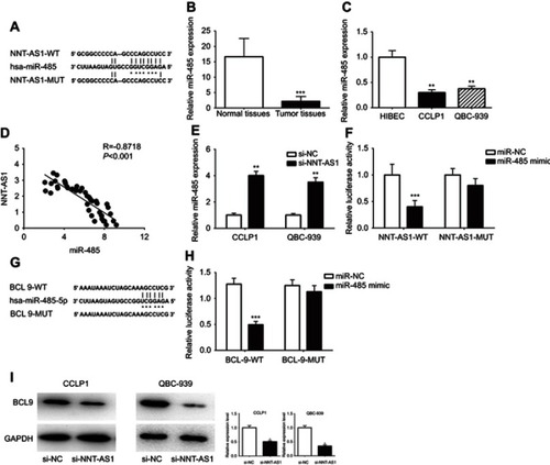 Figure 3 NNT-AS1 acted as a ceRNA by sponging miR-485 and regulated BCL9 expression indirectly.Notes: (A) The predicted complementary binding sequences of NNT-AS1 3ʹ-UTR and miR-485. (B) The differential expression of miR-485 in CCA tissues and adjacent normal bile duct tissues was analyzed by qRT-PCR. (C) The miR-485 expression levels were investigated in CCA cells (CCLP1, QBC-939) and HIBEC by qRT-PCR. (D) Pearson’s correlation curve revealed the negative relevance between NNT-AS1 and miR-485 expression. (E) The expression levels of miR-485 in both CCLP1 and QBC-939 transfected with si-NNT-AS1 were evaluated by qRT-PCR. (F) Luciferase activity of 293T cells cotransfected with miR-485 mimic and luciferase reporters containing NNT-AS1-WT or NNT-AS1-MUT transcript were analyzed. (G) The predicted binding sites of miR-485 to the BCL9 sequence were shown. (H) Luciferase activity of 293T cells cotransfected with miR-485 mimic and luciferase reporters containing BCL9-WT or BCL9-MUT transcript were performed. (I) The BCL9 expression transfected with si-NNT-AS1 in CCLP1 and QBC-939 were analyzed by Western blot. The error bars in all graphs represented SD. *p<0.05, **p<0.01, ***p<0.001.Abbreviations: NC, negative control; NNT-AS1, nicotinamide nucleotide transhydrogenase antisense RNA 1; MUT, mutation; WT, wild type.