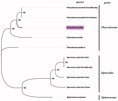 Figure 1. Phylogenetic tree in Sipuncula. The complete mitogenomes is downloaded from GenBank and the phylogenic tree is constructed by maximum-likelihood method with 100 bootstrap replicates. The bootstrap values were labeled at each branch nodes. The gene's accession number for tree construction is listed as follows: Phascolosoma pacificum (NC_031412), Phascolosoma similis (MN813482), Phascolosoma esculenta From Wenzhou(NC_012618), Phascolosoma esculenta From Beibu Bay (MG873458), Sipunculus nudus from France (NC_011826), Sipunculus nudus from Yanta (KP751904), Sipunculus nudus from Gulei (KJ754934), Sipunculus nudus from Beibu Bay (MG873457), and Siphonosoma cumanense (MN813483).
