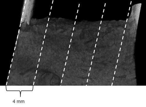 Figure 1. The locations of the tissue slices on the surface of alveolar bone. Five sections from each specimen were prepared for light microscopy (thin line, 40 µm) and scanning electron microscopy (4 mm block)