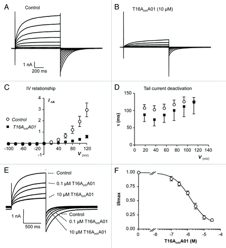 Figure 7. (A and B): Representative I-V relationship of TMEM16A currents before and during the presence of T16AinhA01 (10 µM). (C) Summary current-voltage (I-V) relationship of TMEM16A currents before (open circles) and during (filled squares) exposure to T16AinhA01. (D) Plot of mean time constant (τ) of TMEM16A tail current deactivation against prior test pulse potential (control, open circles and T16AinhA01, filled squares). (E) TMEM16A currents evoked by a step from -80 to +80 mV in the presence of 0.1, 0.3, 1, 3, 10, and 30 µM T16AinhA01. (F) Summary concentration effect curve for effect of T16AinhA01 on TMEM16A currents. Data were fit with the Hill-Langmuir equation.