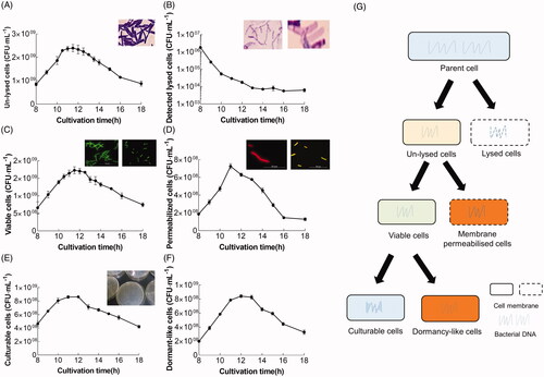 Figure 4. Time distribution of L. bulgaricus sp1.1 cell density and physiological states throughout the course of batch culture. Quantification of (A) unlysed, (C) viable, and (E) culturable L. bulgaricus sp1.1 cells by qPCR, PMA-qPCR, and plate count, respectively. (B) Cell-free DNA was enumerated by qPCR and represents detectable lysed cells. (D) Permeabilized cells were the difference between unlysed and viable cells. (F) Possible dormant-like cells were the difference between viable and culturable cells. (G) Classification of the cellular states in the present work. The insets in (A) and (F) show the optical photomicrographs of unlysed and lysed cells treated with Gram staining. The insets in (B) and (C) show the fluorescence photomicrographs, indicating the viable (green) and permeabilized (red or merged green and red) cells at the end of the exponential phase fermentation after staining with cFDA and PI. The inset in (D) shows the colonies of culturable cells in a Petri dish.