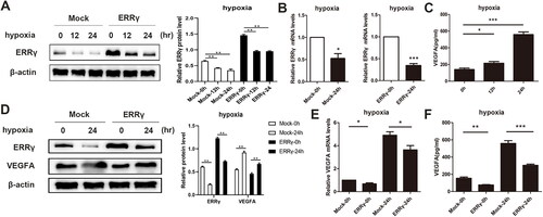 Figure 5. Reducing ERRγ expression by hypoxia induction and ERRγ upregulation can abolish hypoxia-induced expression of VEGFA. A, Western blot analysis of the effect of hypoxia on ERRγ protein expression in HEC-1A cells. ERRγ group and Mock group cells were incubated in hypoxic environment at the indicated oxygen levels for 12 h, 24 h, and those incubated in normoxic environment served as control. B, qRT-PCR analysis of the effect of hypoxia on ERRγ mRNA expression in HEC-1A cells. C, ELISA analysis of the effect of hypoxia on VEGFA secretion in HEC-1A cells. D, Western blot analysis of the effect of ERRγ overexpression on hypoxia-induced VEGFA protein expression. E, qRT-PCR analysis of the effect of ERRγ overexpression on hypoxia-induced VEGFA mRNA expression. F, ELISA analysis of the effect of ERRγ overexpression on hypoxia-induced VEGFA secretion. Protein band densities and RNA level were quantified, with β-actin as the internal control. Values represented the means (± SEM) of independent experiments (n = 3–4 per group). Graphs showed protein/mRNA expression relative to that in control cells. (*p < .05; **p < .01; ***p < .001).