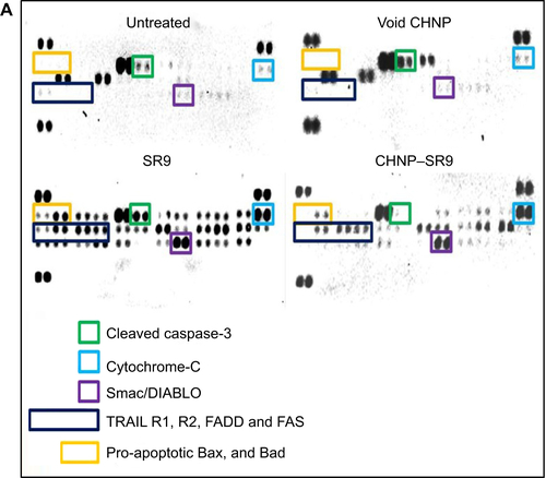 Figure S14 Apoptotic array for 35 key molecules involved in the pathway of apoptosis.Notes: (A) Apoptotic array membranes showing the band intensity of various target proteins. The apoptotic array results from untreated, SR9, CHNP–SR9, and void CHNP-treated Caco-2 cells. The above figure shows the apoptotic array membranes with the SR9, CHNP–SR9, and void CHNP treatments and expression of various molecules involved in the apoptotic pathway. (B) Apoptotic array analysis showing protein expressions of key proteins involved in the extrinsic apoptotic pathway. The apoptotic array results were analyzed for molecules involved in the extrinsic apoptotic pathway. Results were presented as mean ± SE values, and the representative graph was presented. (C) Apoptotic array analysis showing protein expression of key proteins involved in the apoptosis pathway. These molecules are involved in both extrinsic as well as intrinsic apoptotic pathways. Results were presented as mean ± SE values and the representative graph was presented. *P<0.05, **P≤0.01, and ***P≤0.001.Abbreviations: CHNP, chitosan nanoparticles; SR9, cell-permeable dominant negative survivin SurR9-C84A; SE, standard error; HSP, heat shock protein; Smac, second mitochondria-derived activator of caspases.