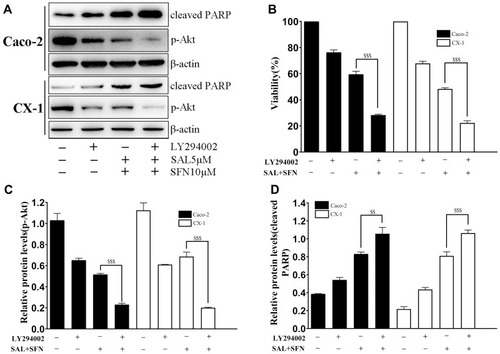 Figure 6 Inactivation of the PI3K/Akt pathway led to increased apoptosis and growth inhibition. (A) Cells were pretreated with 10 μM LY294002 for 90 min prior to receiving the combined treatment. The levels of p-Akt (Ser473) and cleaved PARP were detected by western blotting. (B) Effects of LY294002 on Caco-2 and CX-1 cells subjected to cotreatment. Cell viability was determined by the MTT assay. (C and D) The relative expression levels of p-Akt and cleaved PARP were quantified with Image J software. $$P < 0.01, $$$P < 0.001.