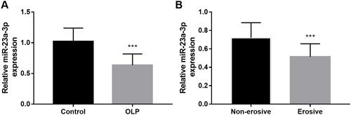 Figure 1 The expression levels of miR-23a-3p in OLP patients. (A) MiR-23a-3p was significantly lower in OLP patients than that in healthy controls. (B) MiR-23a-3p was down-regulated in erosive OLP patients compared with non-erosive cases. ***P < 0.001.