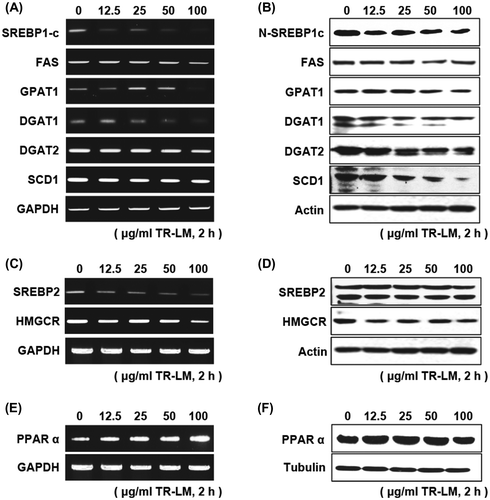 Fig. 3. Effect of TR-LM on transcriptional and translational expression of lipid metabolism-associated genes in HepG2 cells.