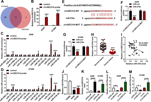 Figure 3 CircSEC31A directly interacted with miR-376a in NSCLC cells. (A) Venn diagram representing the potential miRNAs that bind to circSEC31A predicted by both starbase and circbank softwares. The enrichment level of circSEC31A (B) and the 13 candidate miRNAs (C and D) by circSEC31A probe in the two cells. (E) Schematic model of the miR-376a-matched sites within circSEC31A and the mutation in the seed region. (F and G) Relative luciferase activity in A549 and H1299 cells cotransfected with circSEC31A-WT or circSEC31A-MUT and miR-con mimic or miR-376a mimic. (H) The expression of miR-376a by qRT-PCR in 44 pairs of tumor tissues and matched non-tumor tissues. (I) Correlation of miR-376a level and circSEC31A expression in 44 NSCLC tissues using the Spearman test. (J) MiR-376a level by qRT-PCR in 16HBE, A549 and H1299 cells. (K) Relative circSEC31A expression by qRT-PCR in A549 and H1299 cells transfected with pcDNA or circSEC31A. (L and M) MiR-376a level in A549 and H1299 cells transfected with pcDNA, circSEC31A, si-con or si-circSEC31A. *P < 0.05, **P < 0.01 or ***P < 0.001.