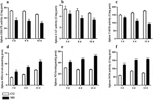 Figure 4. Shows the effect of MS-infection on oxidative stress-related parameters measured on 3, 6 and 12 day in chicken spleen. The assessed parameters are: (A) GSH-PX activity, (B) CAT activity, (C) T-SOD activity, (D) MDA content, (E) NO content and (F) iNOS content. All the bar graphs show mean results ± SD (n = 3). Experimental groups are represented as control group and MS-infection group. Different small letters indicate statistical significance (p < 0.05) between the two experimental groups at the same time point.