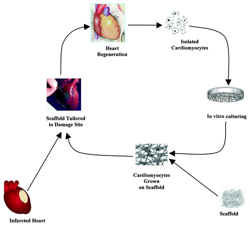 Figure 3. The general procedure for cardiac tissue engineering.