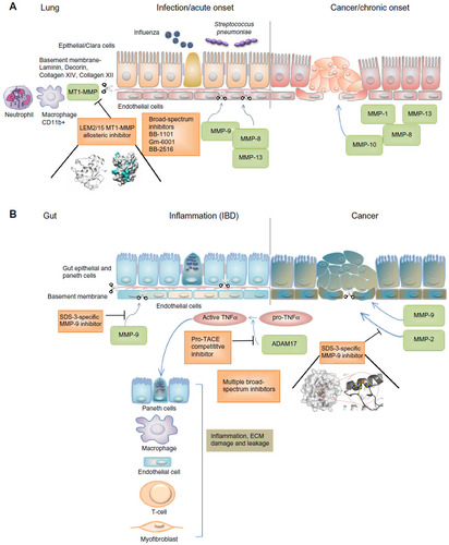 Figure 1 MMPs contributing to disease progression in inflammation as well as cancer of lungs (A) and the gut (B) can be targeted with specific selective inhibitors of high affinity.