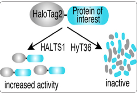 Bidirectional modulation of protein level with the HALTS1 and HyT36 small molecule binders of HaloTag.